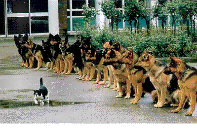 bon joure chefe