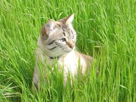 mon petit chat